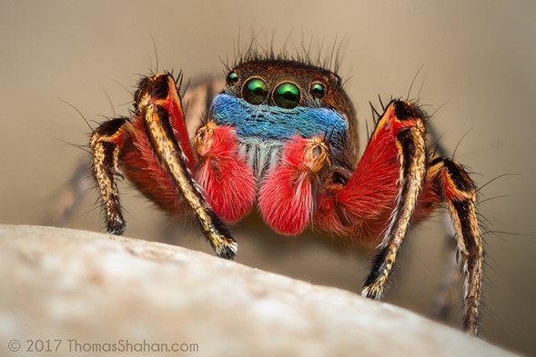 Прыгающий паук (Sp.Habronattus americanus), снятый в Орегоне на Vivitar 55m F2.8 (~ F10 эквив., телеконвертор 2х)