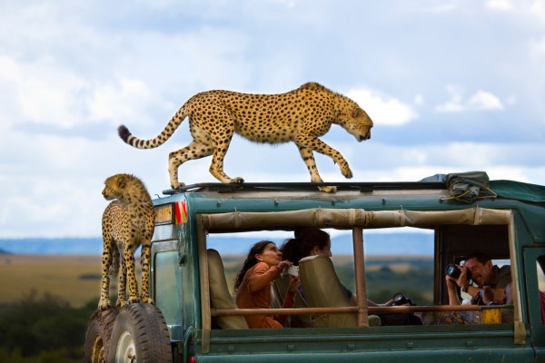 Фото: Yanai Bonneh Место: Национальный парк Масаи Мара, Кения