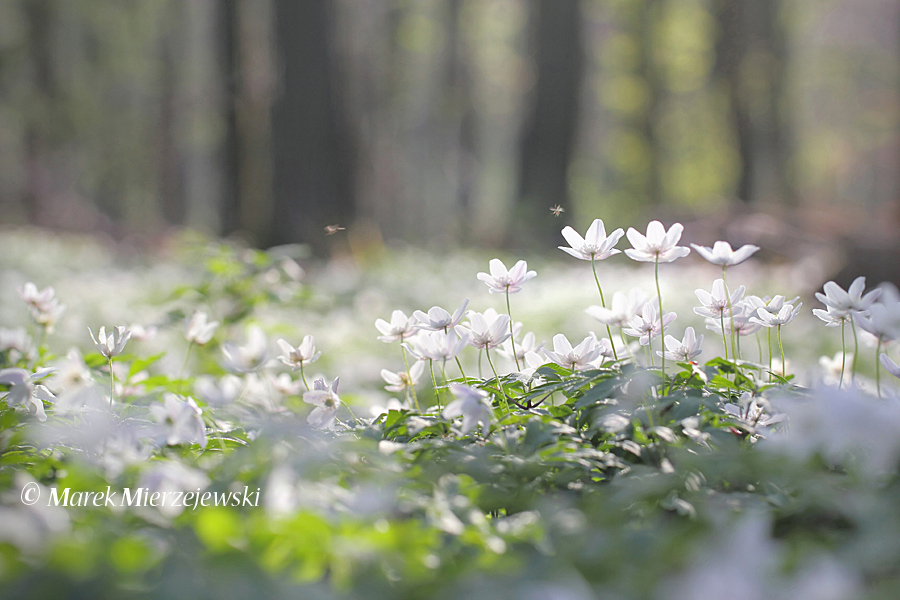 как фотографировать цветы в лесу