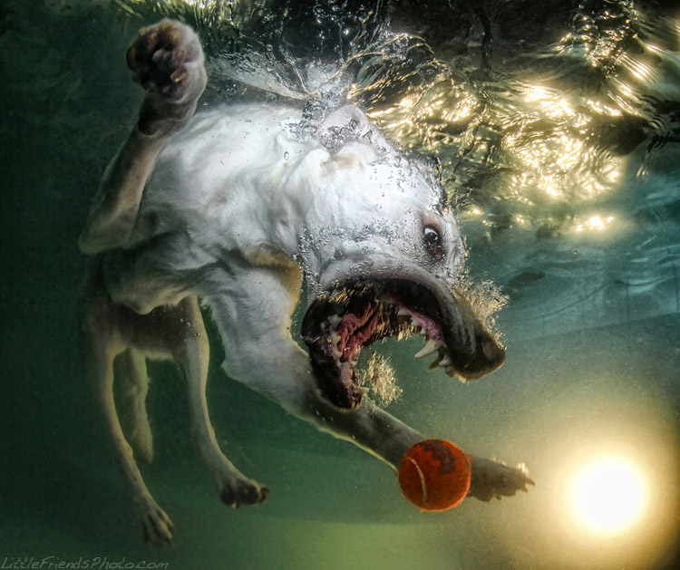 ©Seth Casteel проект ныряющие собаки