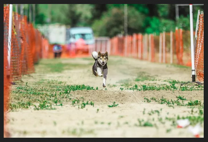 Как фотографировать собак в движении