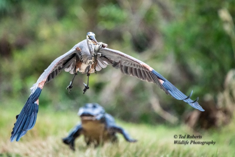 Фотограф запечатлел птицу, укравшую детеныша аллигатора