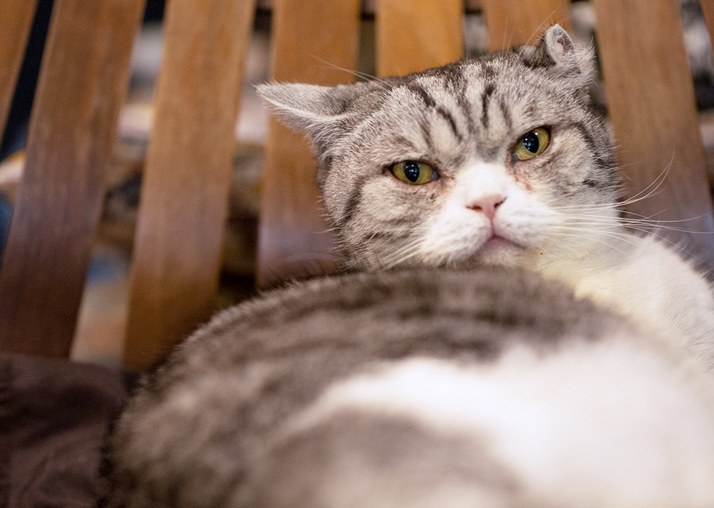 Как сфотографировать кошку