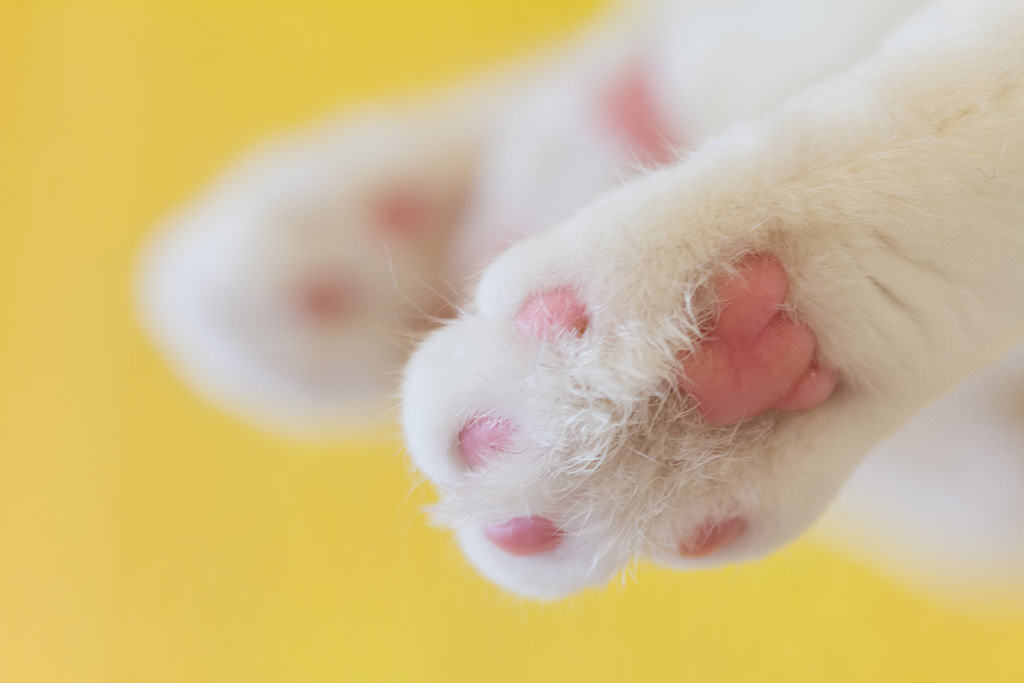 Как сфотографировать кошку
