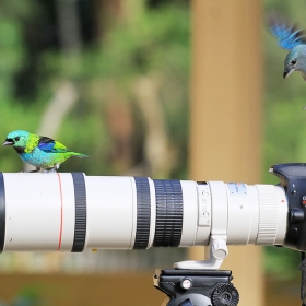 как фотографировать птиц в полете