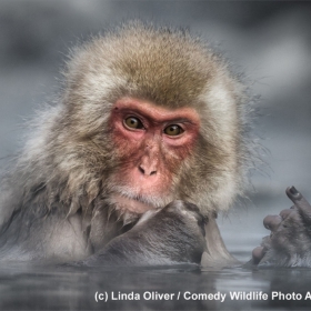 The Comedy Wildlife Photography Awards провозгласил своего победителя!