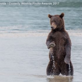 The Comedy Wildlife Photography Awards провозгласил своего победителя!