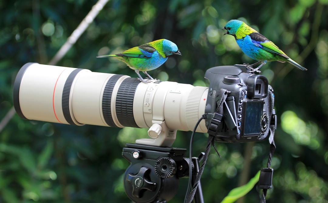 чем фотографитьвать птиц