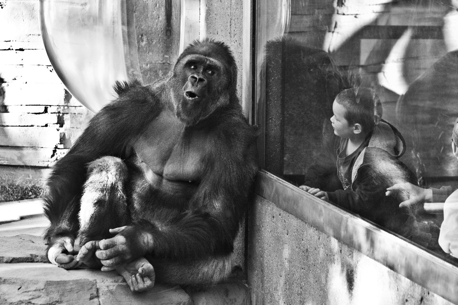 как правильно фотографирвать через стекло в зоопарке
